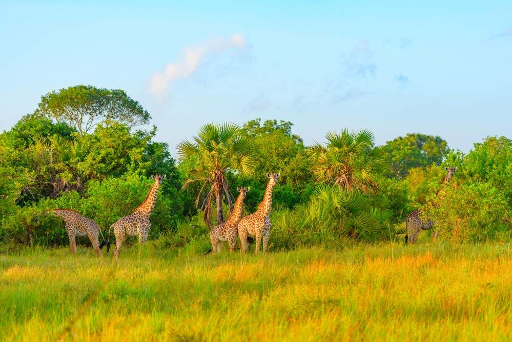 Africa