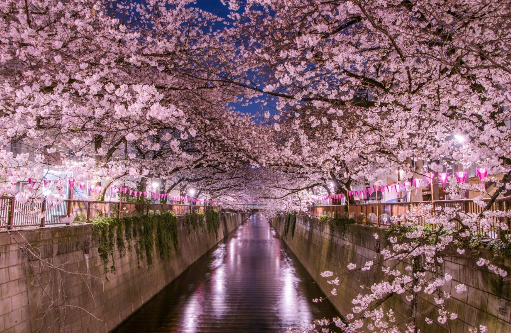 Tokyo Cherry Blossoms